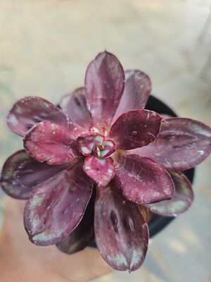 Echeveria Benitsukasa Nodulosa