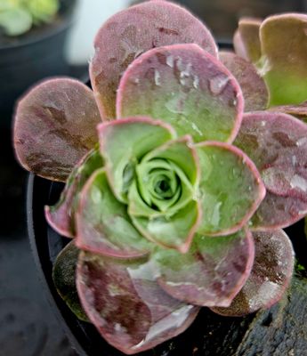 Greenovia El Hiero (Purple)