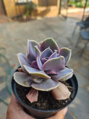 Echeveria Valkyrie Trumpet