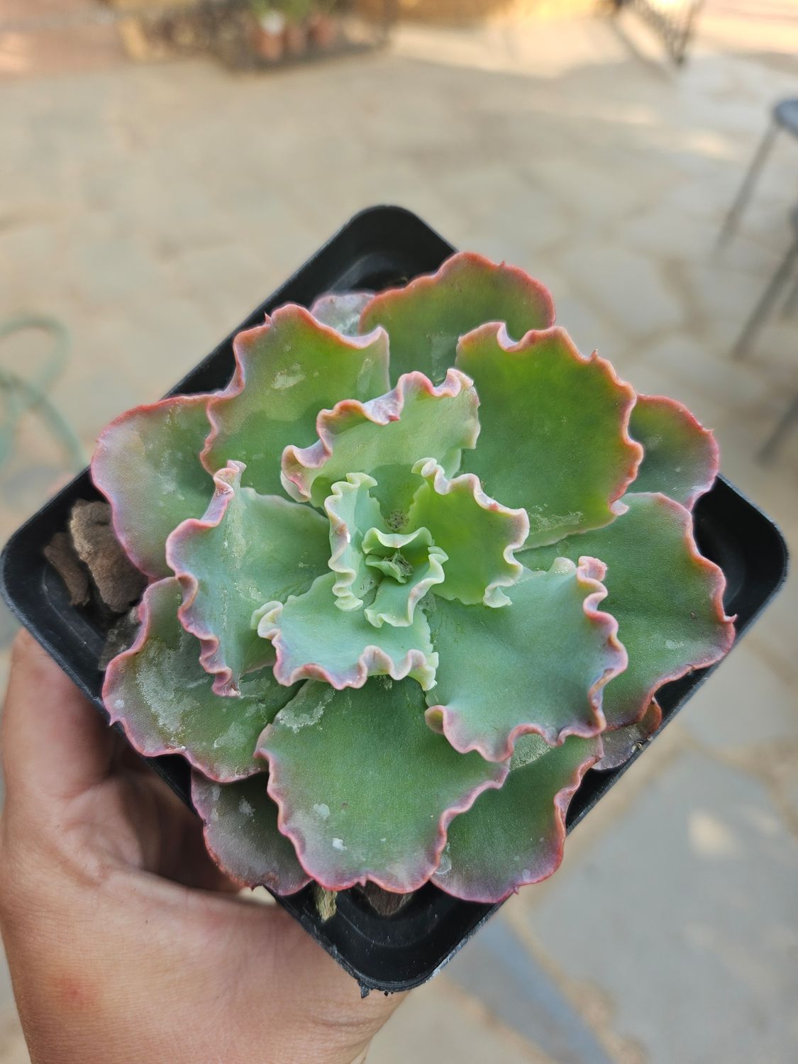 Echeveria Blue Curls