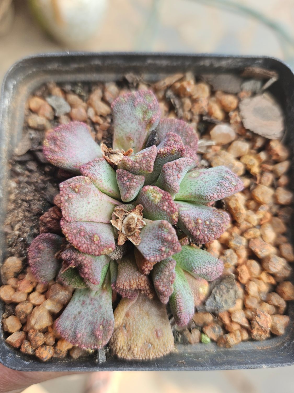 Titanopsis Calcarae