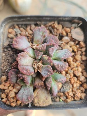 Titanopsis Calcarae