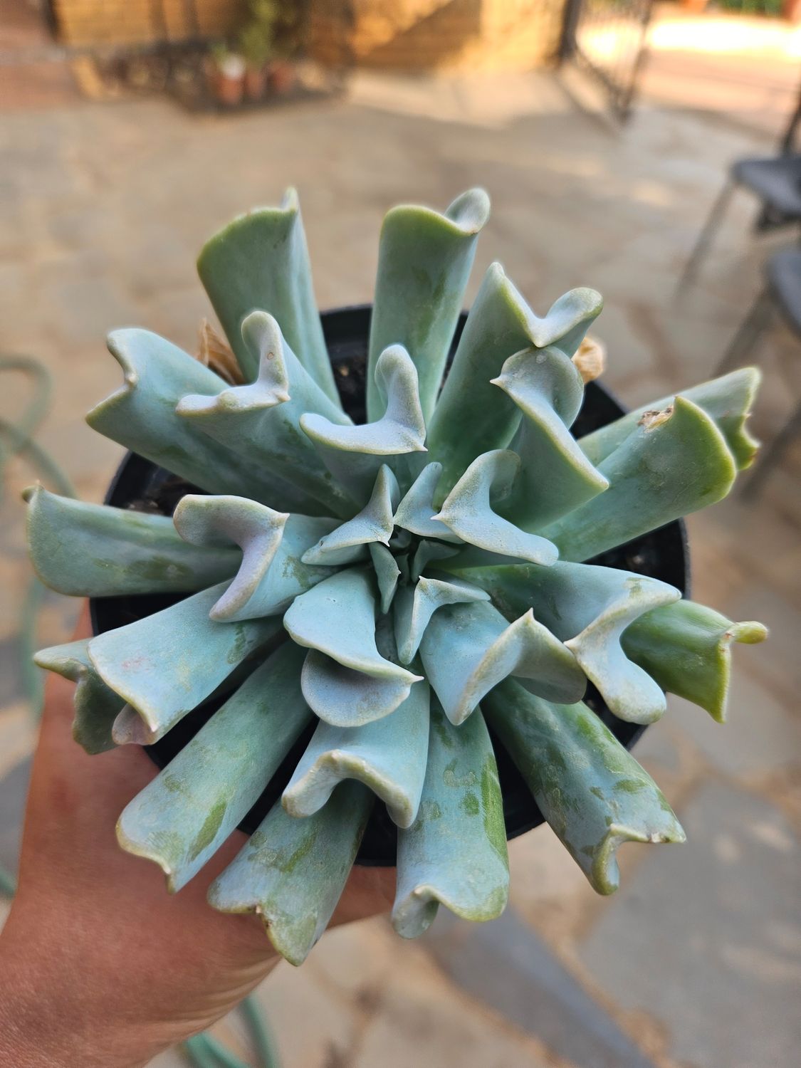 Echeveria Topsy Turvy