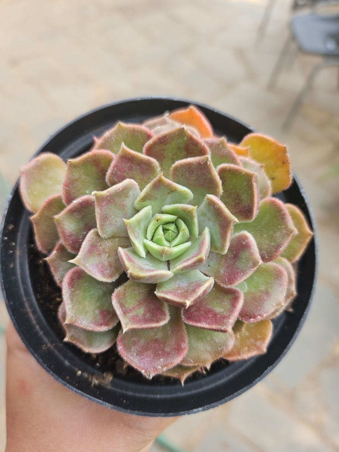 Echeveria Brown Rose Echeveria Brown Rose