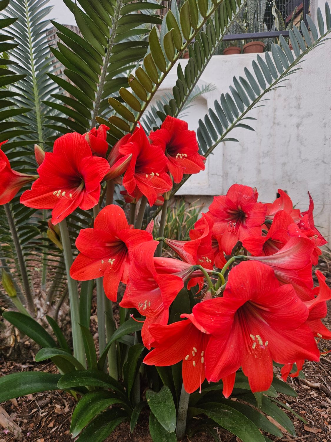 Amaryllis Red (1 plant, sent bare rooted)