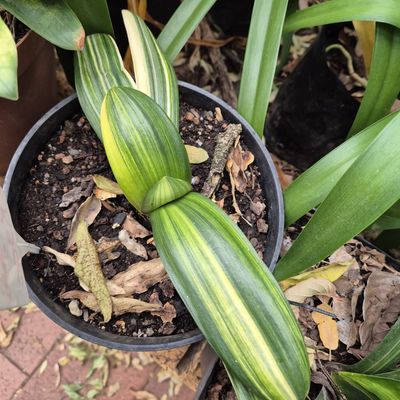 Clivia Variegated Booked by Carla De Wet
