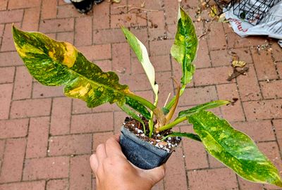 Philodendron Ring of Fire