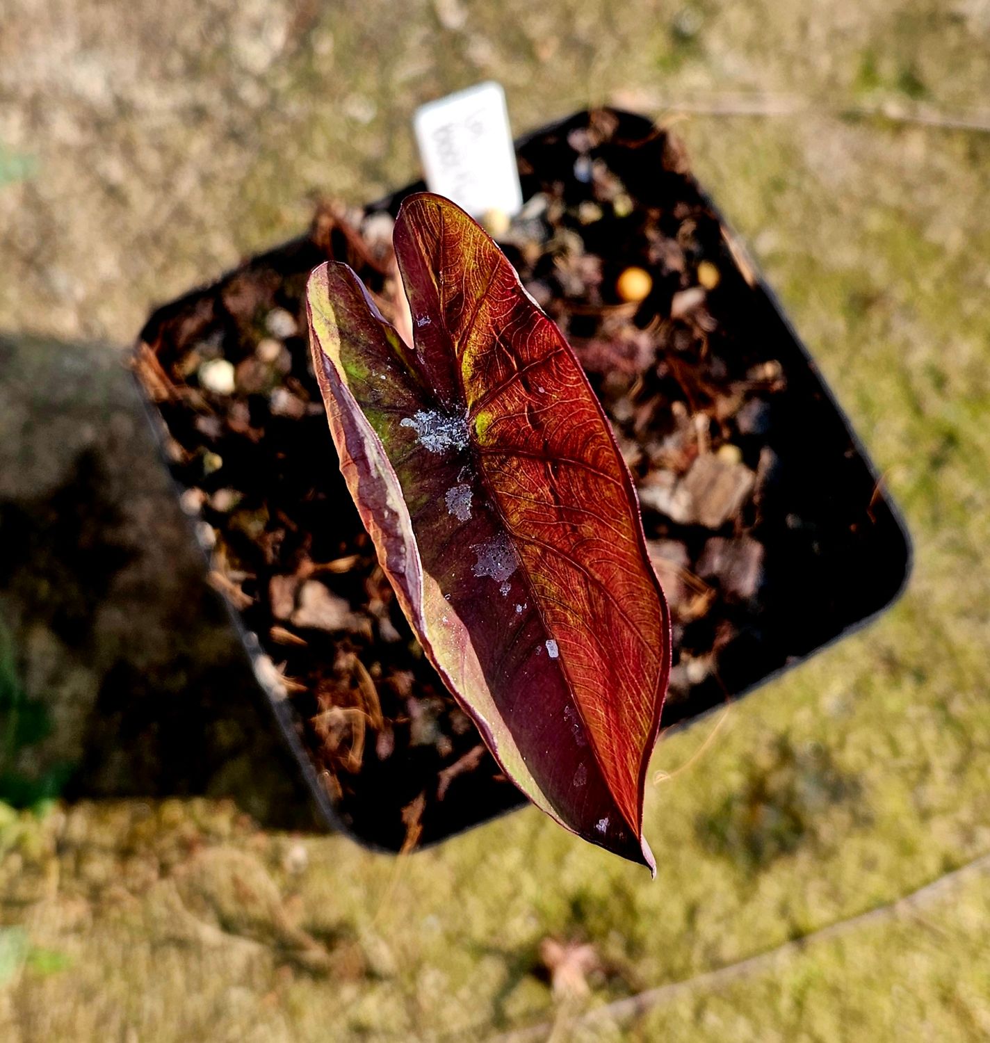 Colocasia Black and Green Small (lost tag)