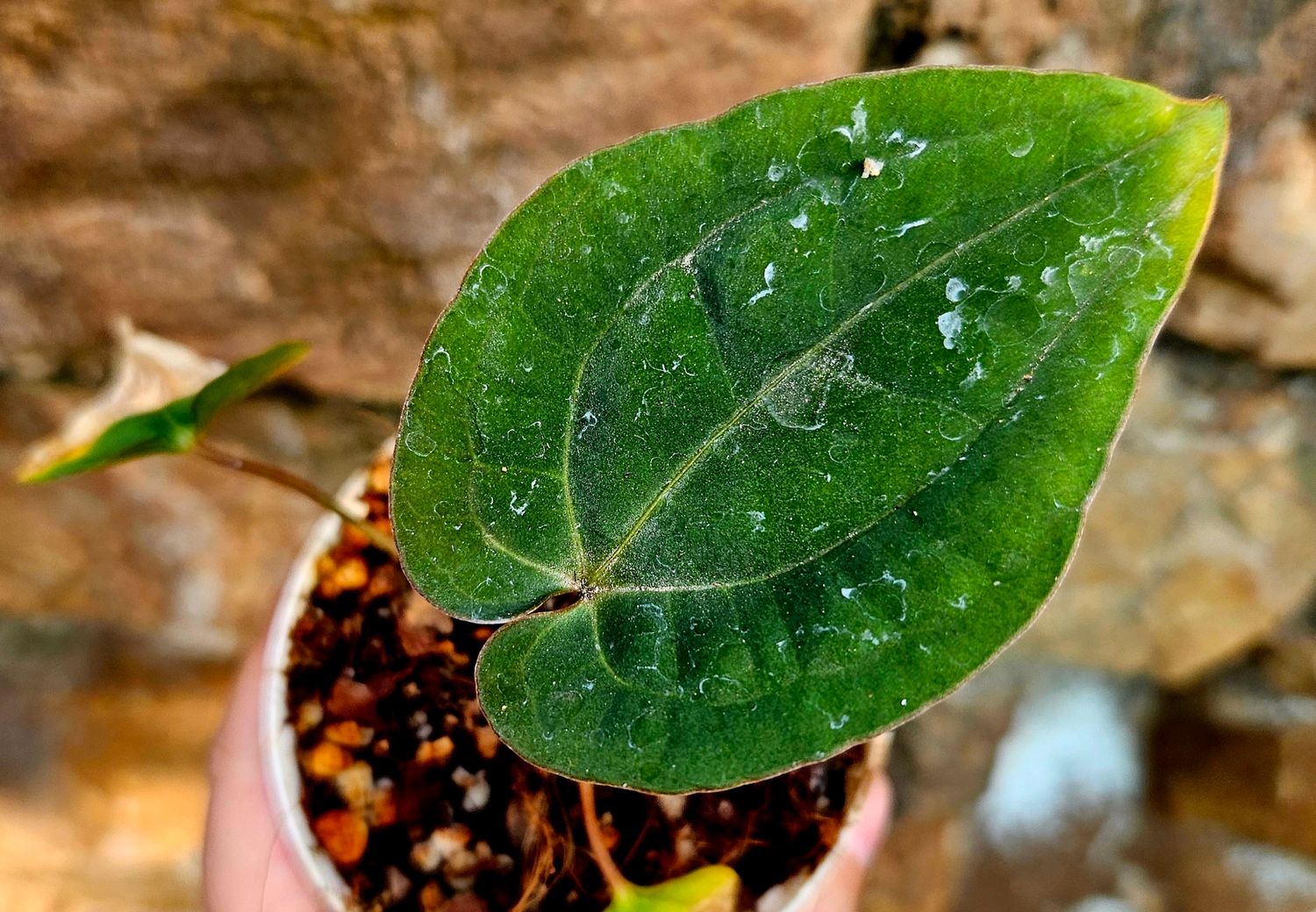 Anthurium Pap SP Black Velvet x RDVP