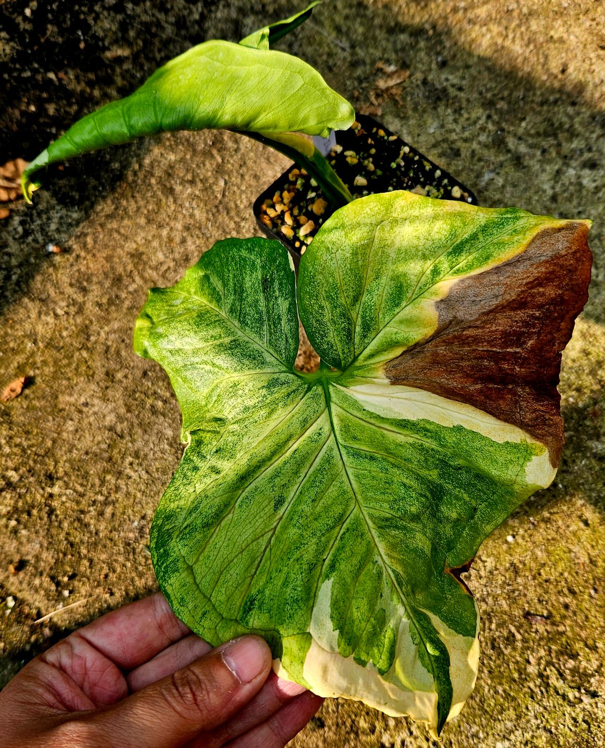 Syngonium Gold Illusion