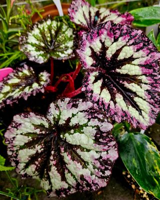 Begonia Rex Fireworks