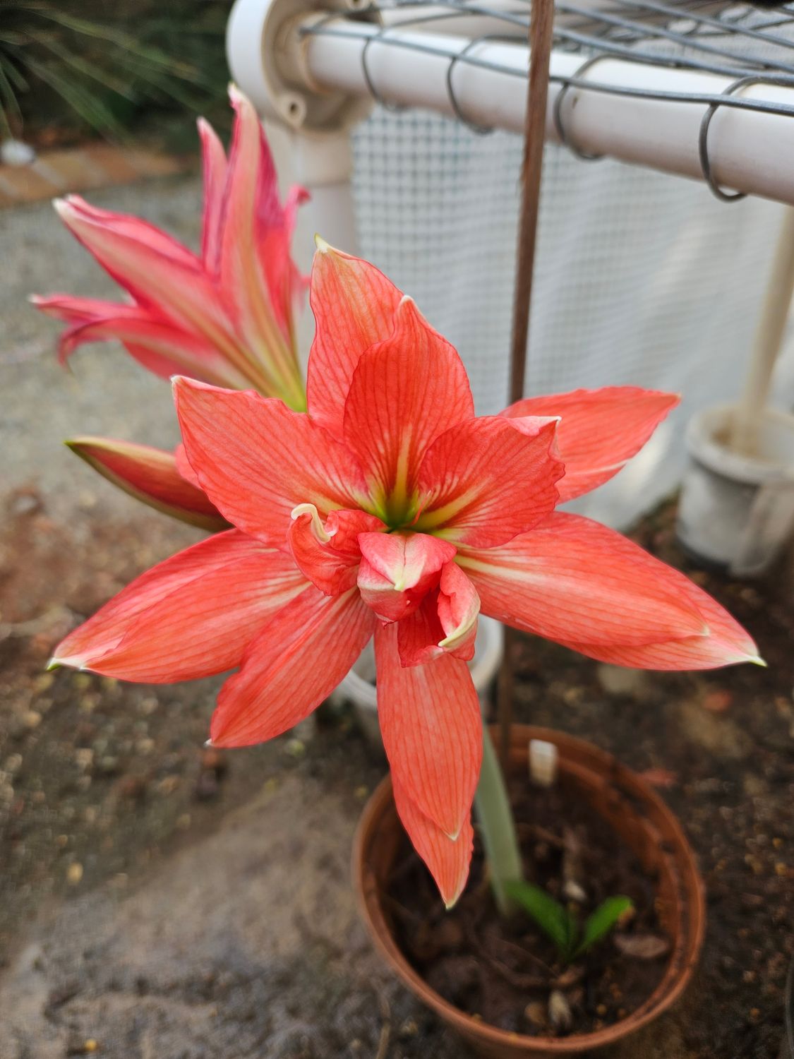 Amaryllis Bellarina