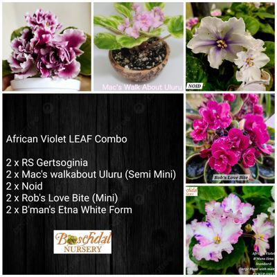 African Violet Leaf Combo B