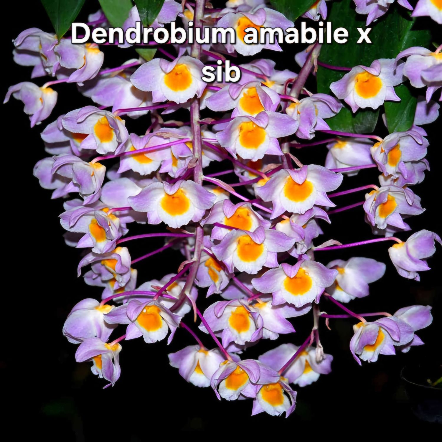 Dendrobium Amabile x sib