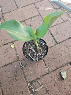 2 year old Scadoxus