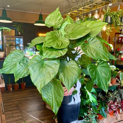 Alocasia Cucullata
