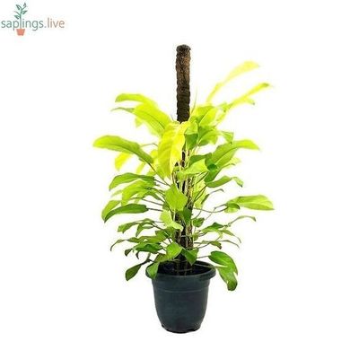 Philodendron Caylon Gold
