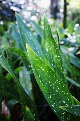 Aspidistra milkyway