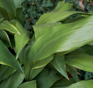 Aspidistra green