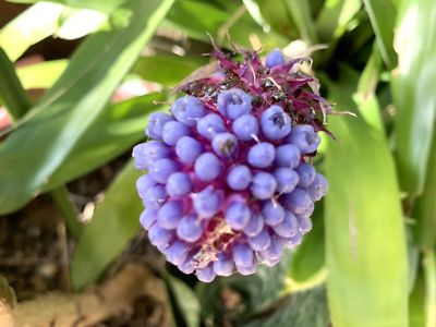 Aechmea cylindrata blue cone
