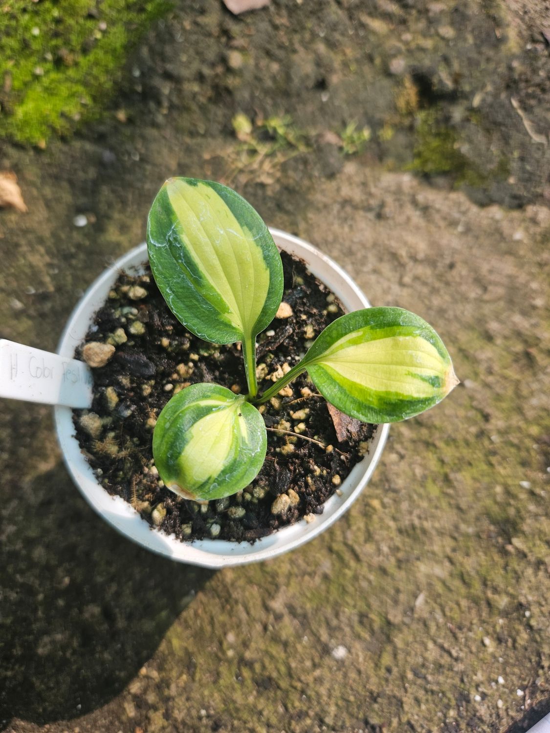 Hosta Colour Festival
