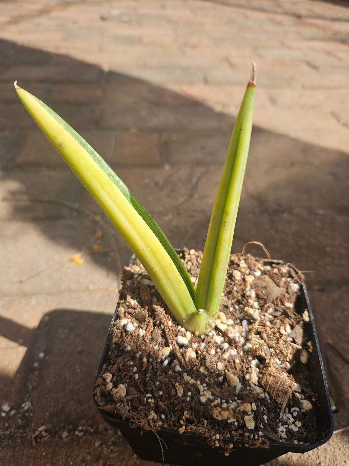 Sanseveria Downsi