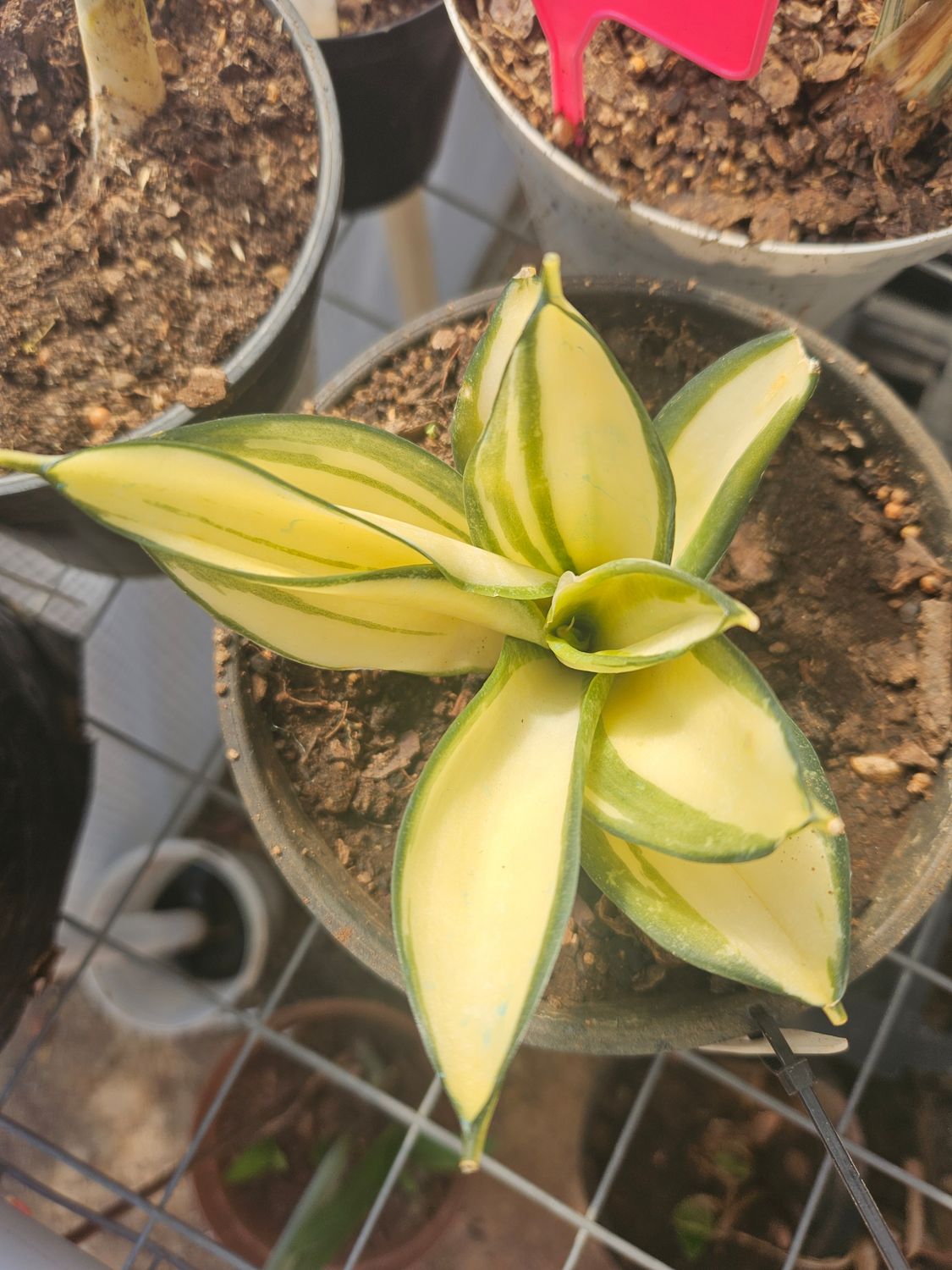 Sanseveria Solid Gold