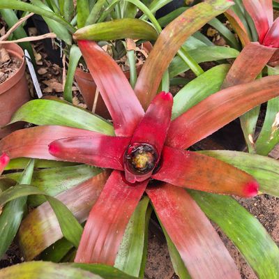 Aechmea Fireworks