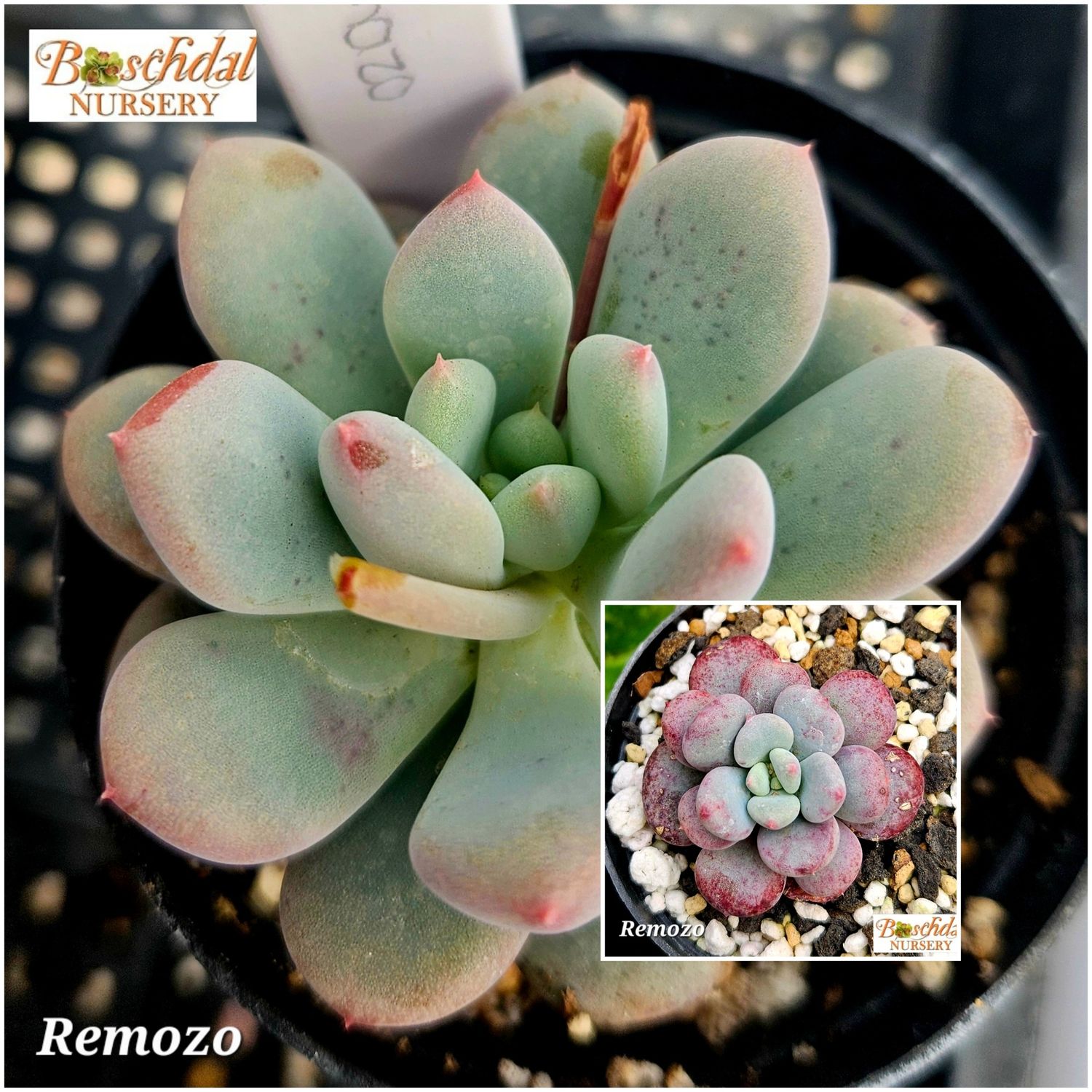 Remazo