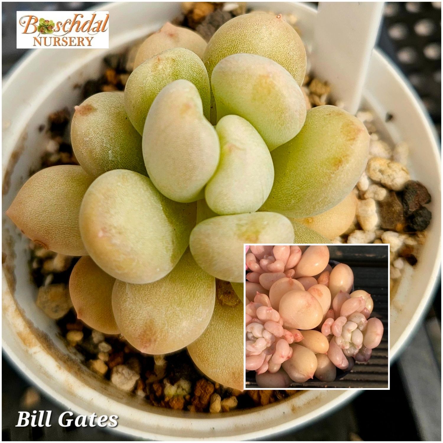 Echeveria Bill Gates