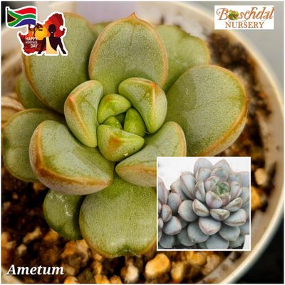 Graptopetalum Ametum