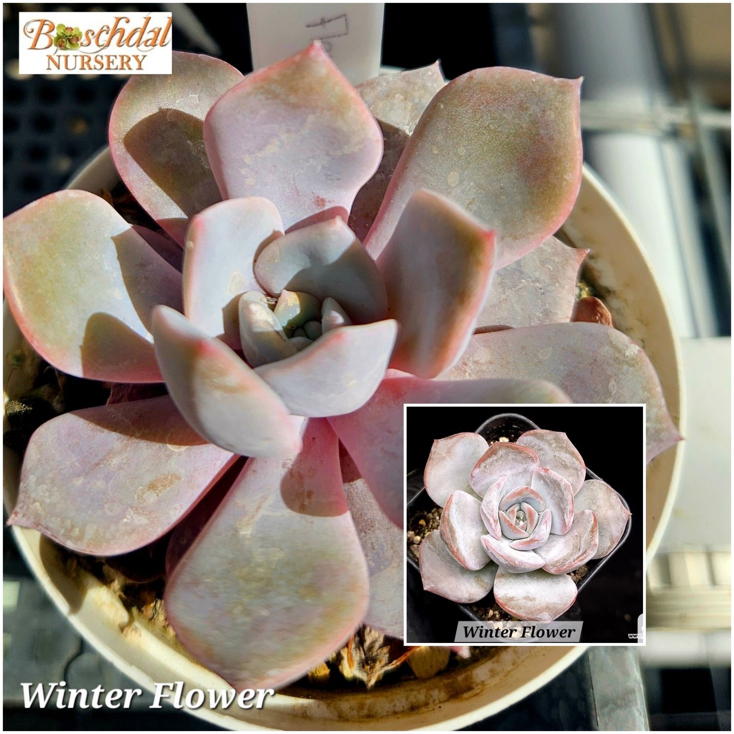 Echeveria Winter Flower Echeveria Winter Flower