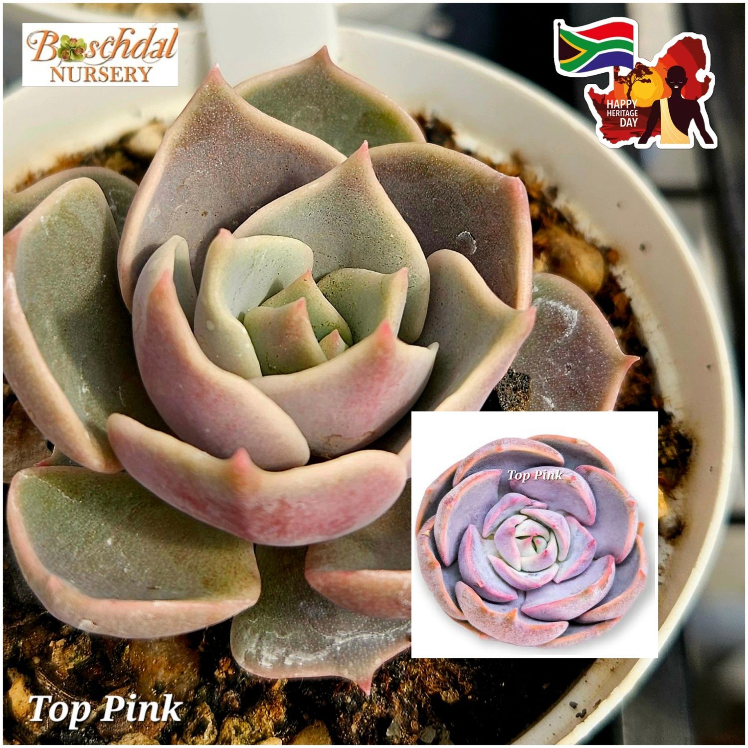 Echeveria Top Pink