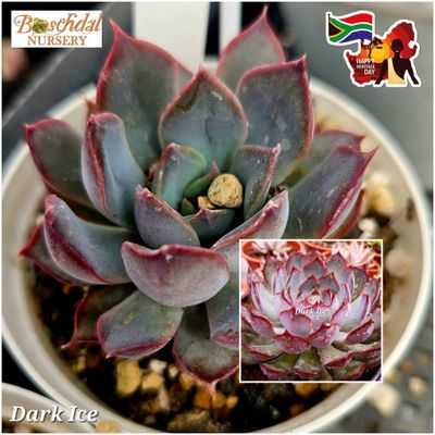 Echeveria Dark Ice