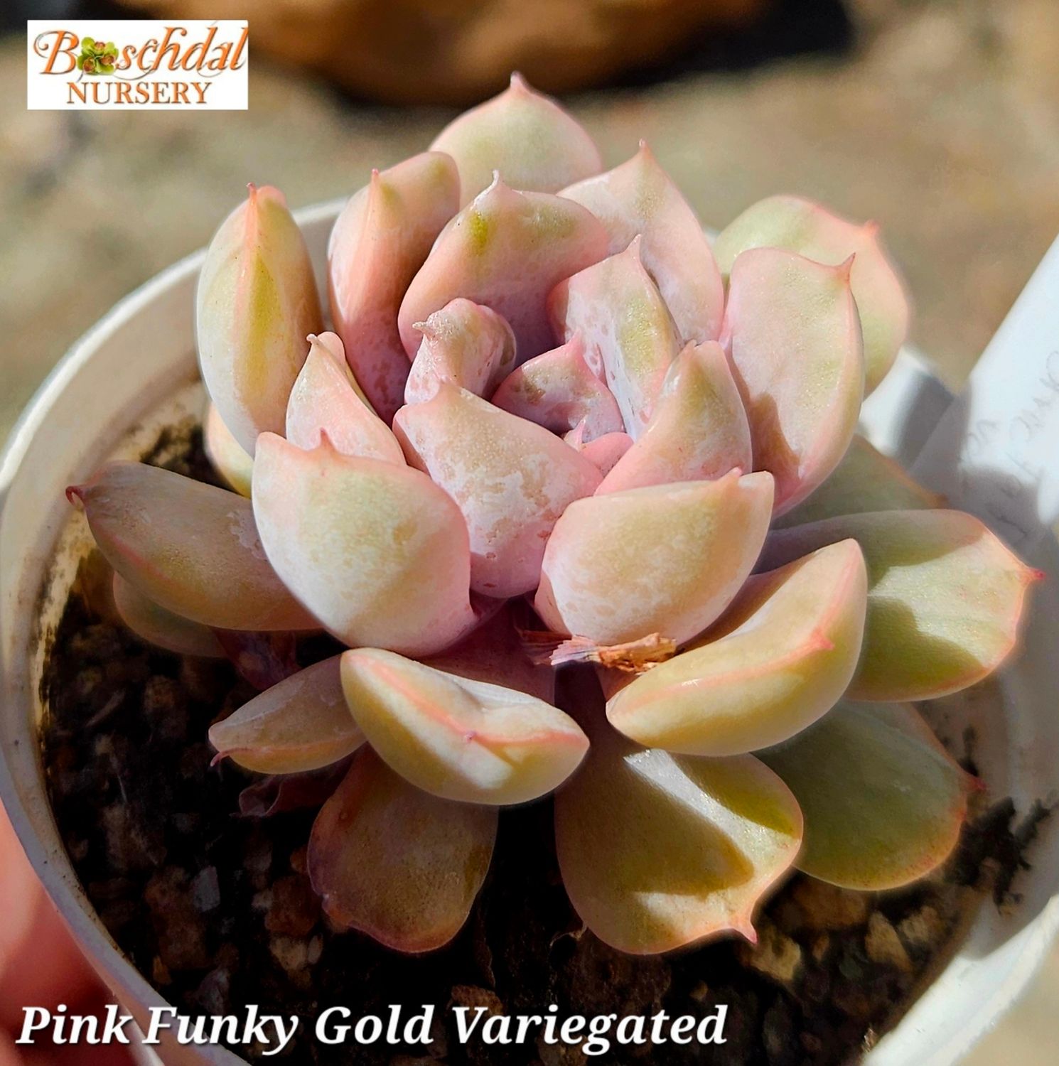 Echeveria Pink Funky Gold