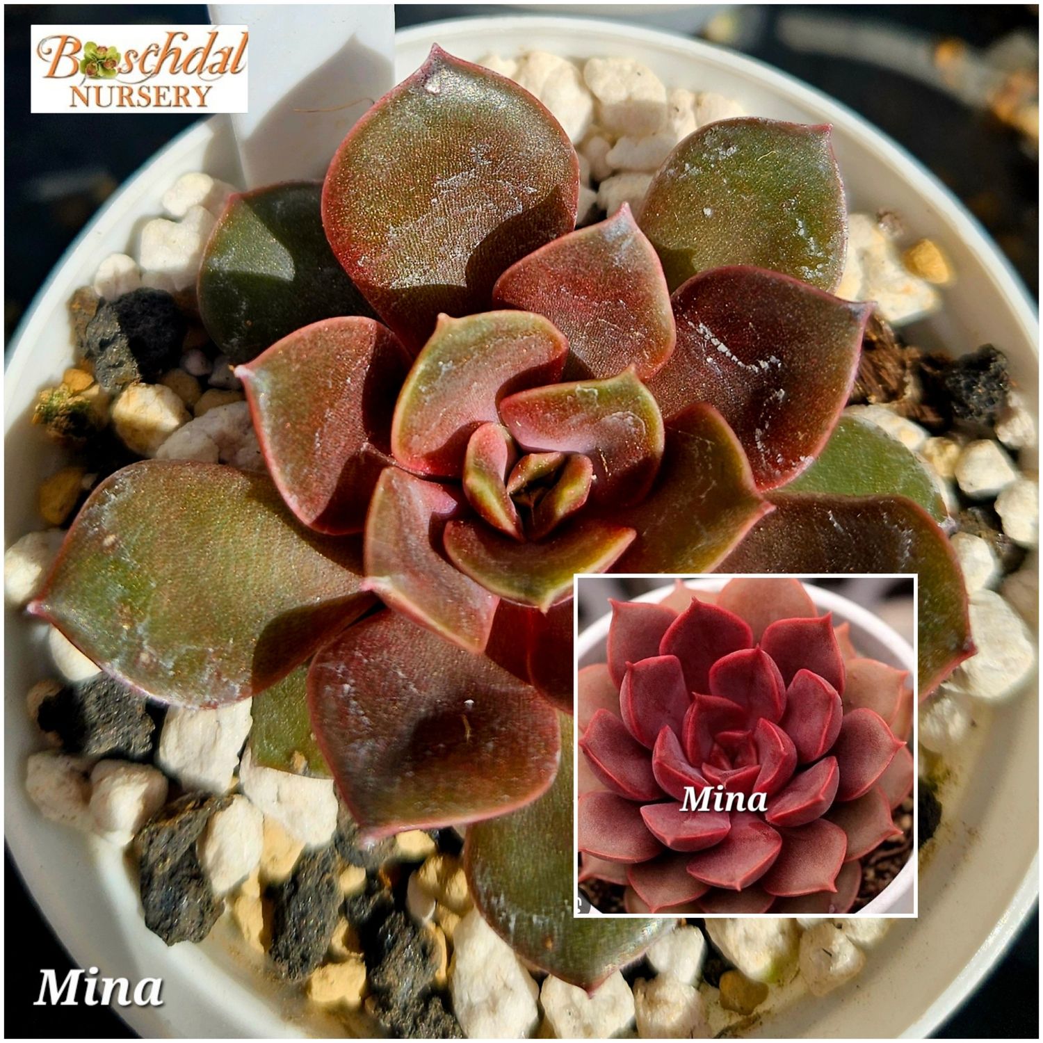 Echeveria Mina