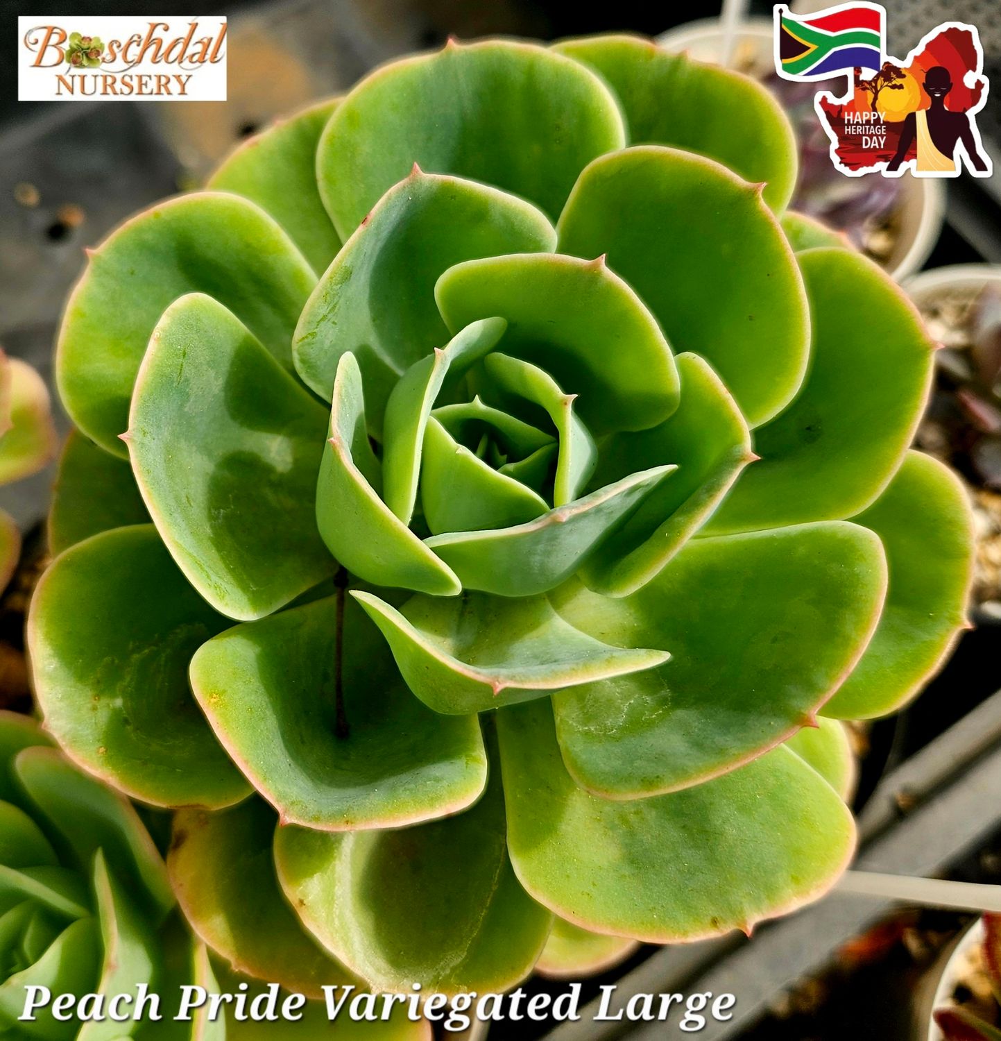 Echeveria Peach Pride Variegated Large