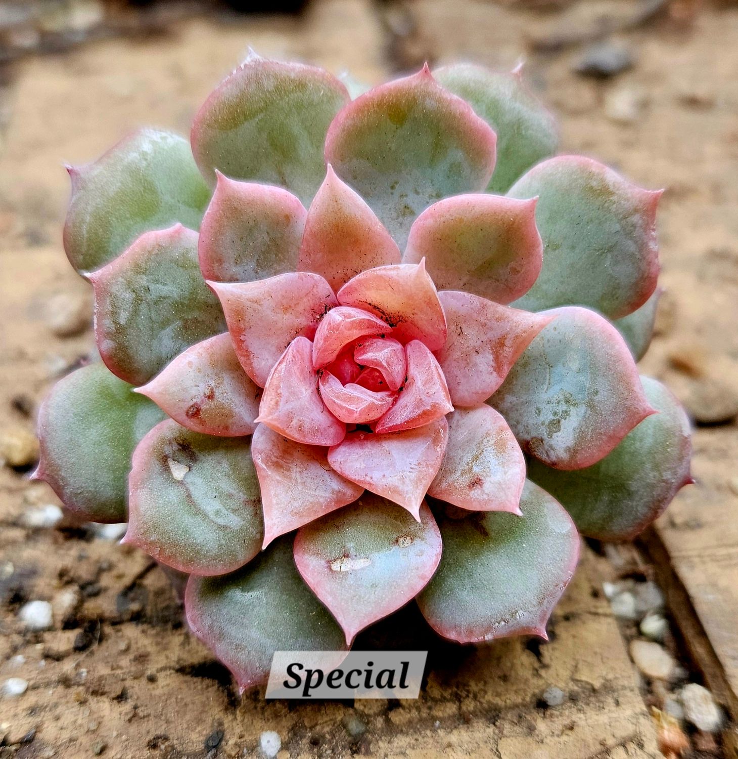 Echeveria Special