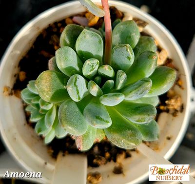 Echeveria Amoena