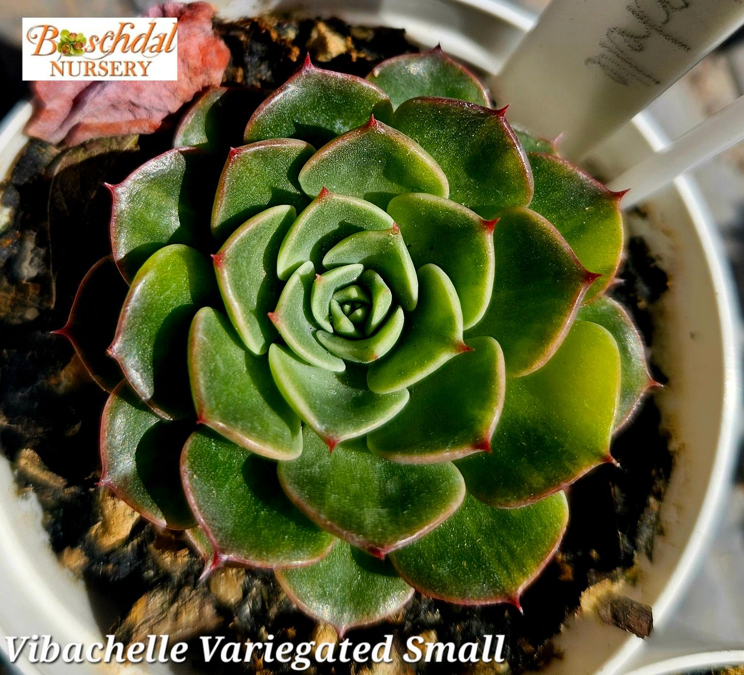 Echeveria Vibachelle Variegated Small