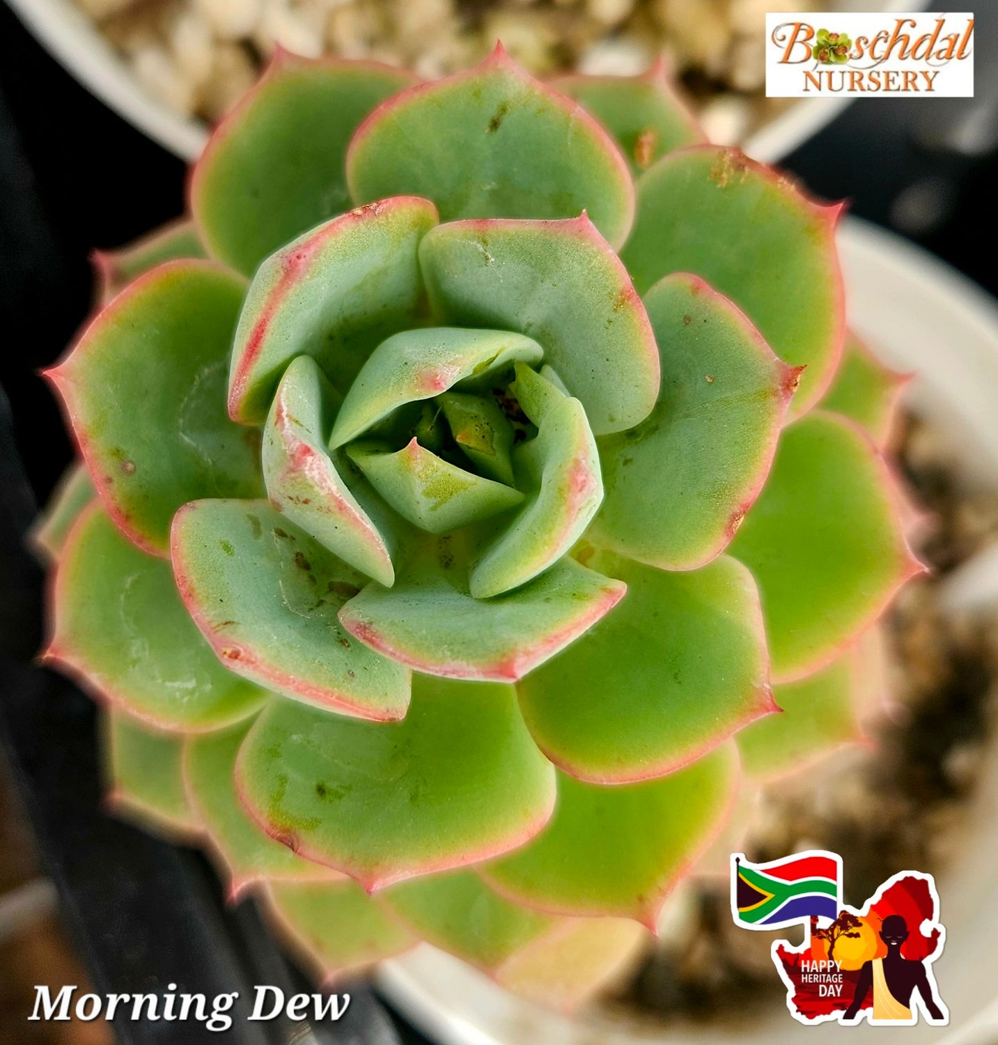 Echeveria Morning Dew