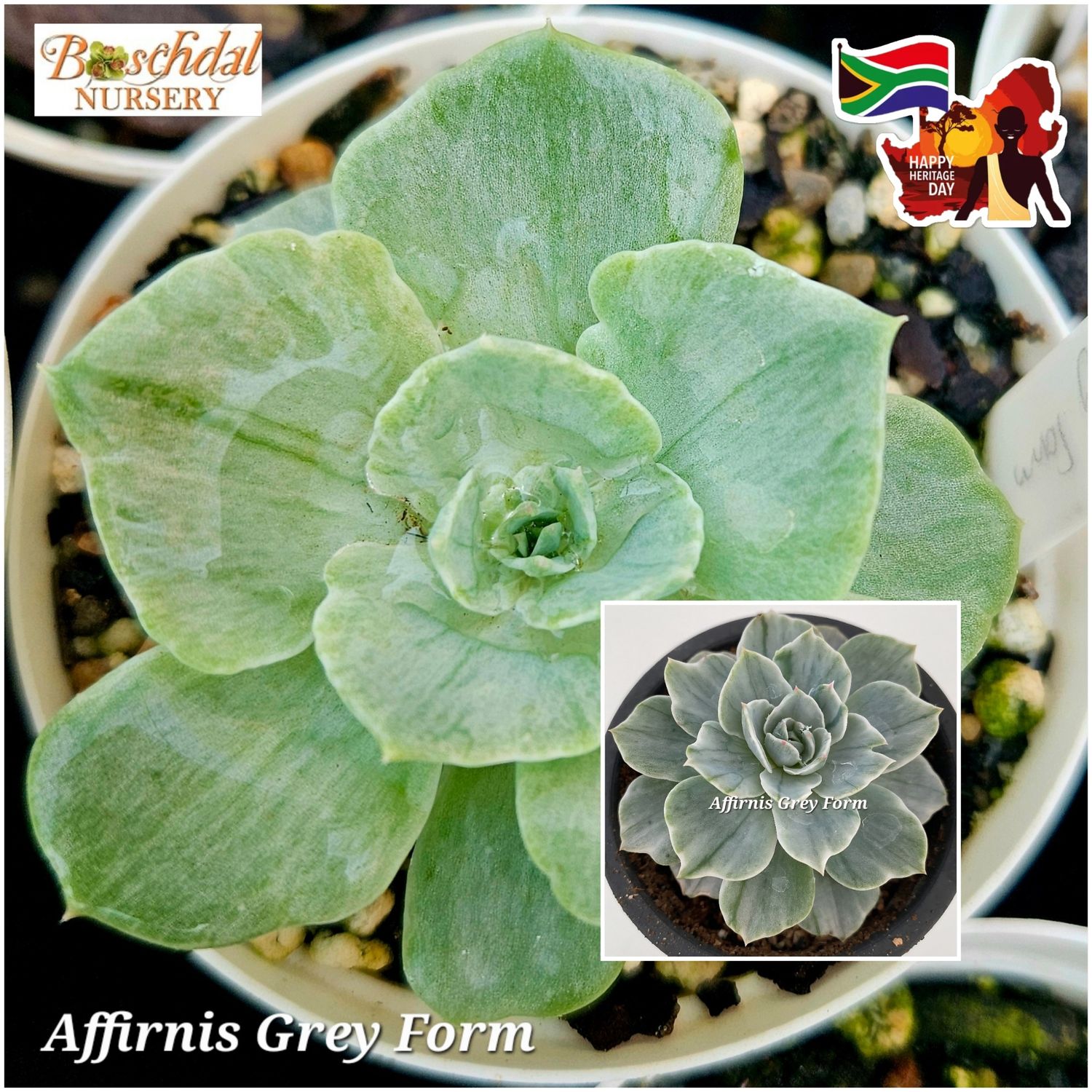 Echeveria Affirnis Grey Form Variegated