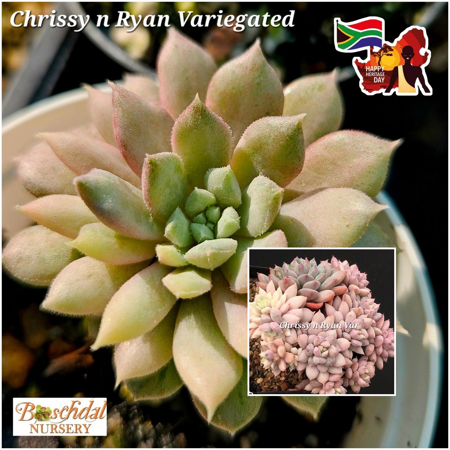 Echeveria Chrissy n Ryan Variegated Echeveria Chrissy n Ryan Variegated