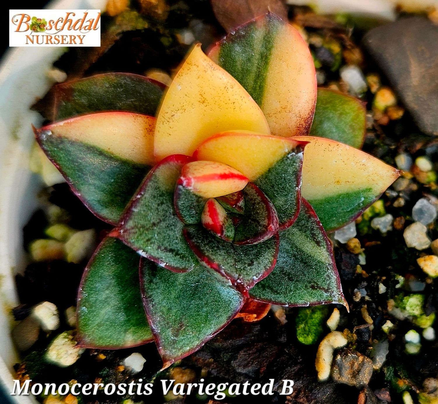 Echeveria Monocerotis Variegated