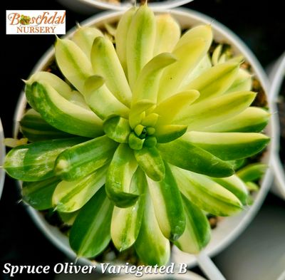 Spruce Oliver Variegated