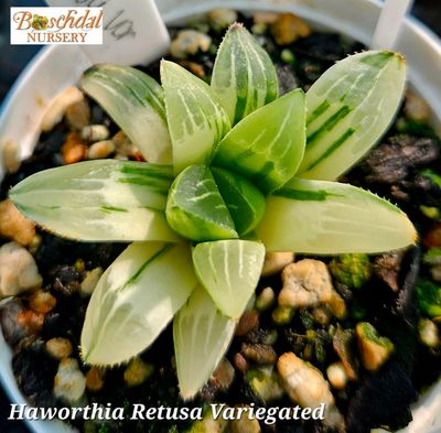 Haworthia Retusa Variegated