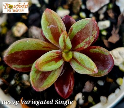 Rezvy Variegated