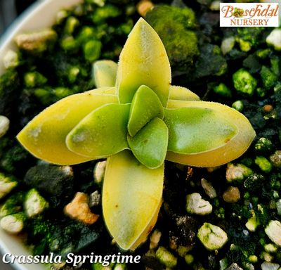 Crassula Springtime