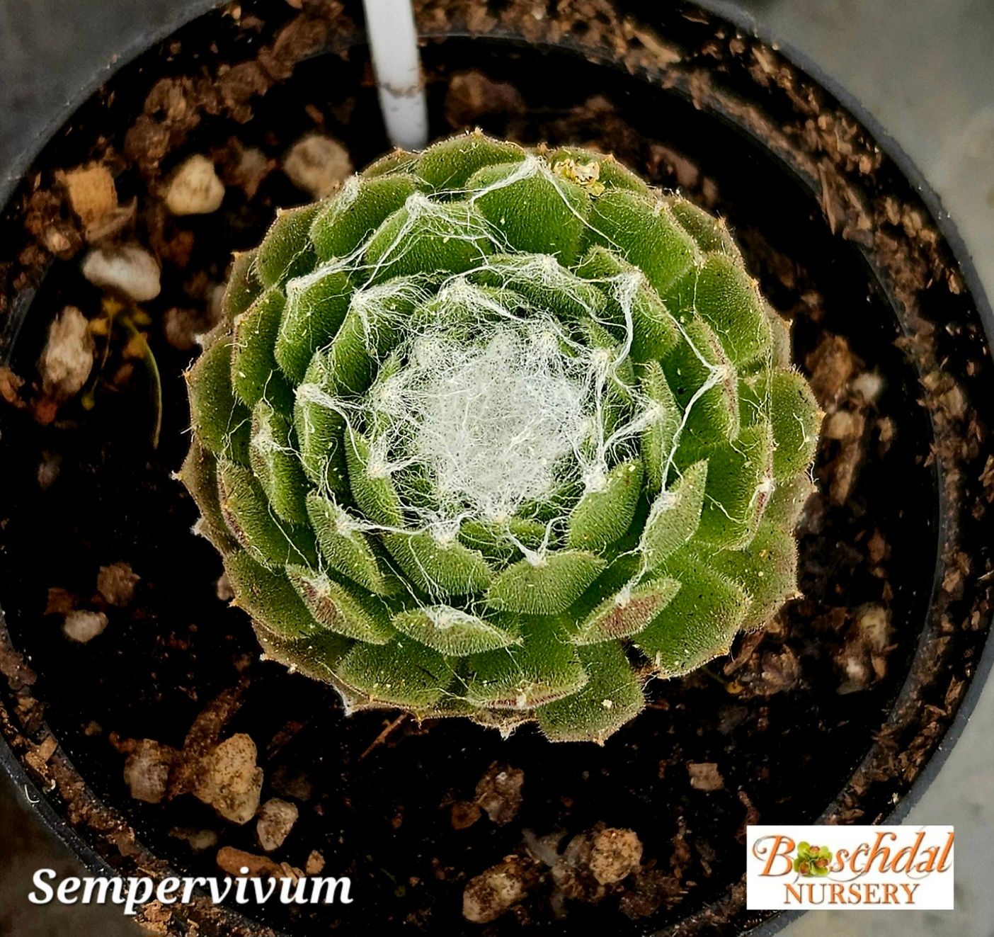 Sempervivum webbed
