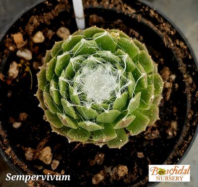 Sempervivum webbed Sempervivum webbed